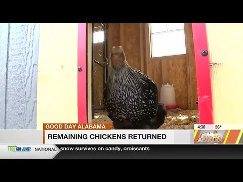 Remaining Bear Creek Academy chickens returned