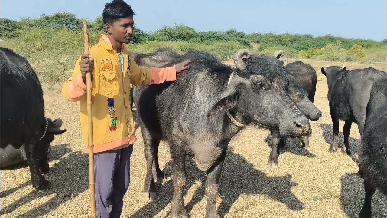 Bani buffalo
