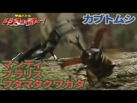 公式 カブトムシ Vs マンディブラリスフタマタクワガタ 甲虫バトル ムシファイター 2