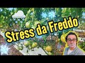 Come Rivitalizziamo le piante di Pomodoro dopo forti stress da freddo [SUB]