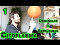 Organelas Citoplasmáticas (Parte 1) - Citoplasma