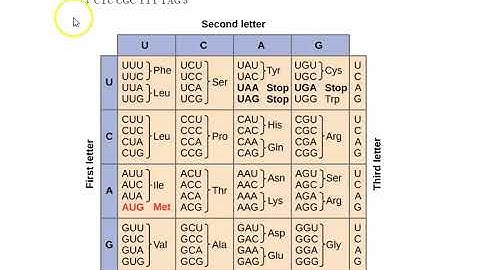 Solving Transcription & Translation Problems