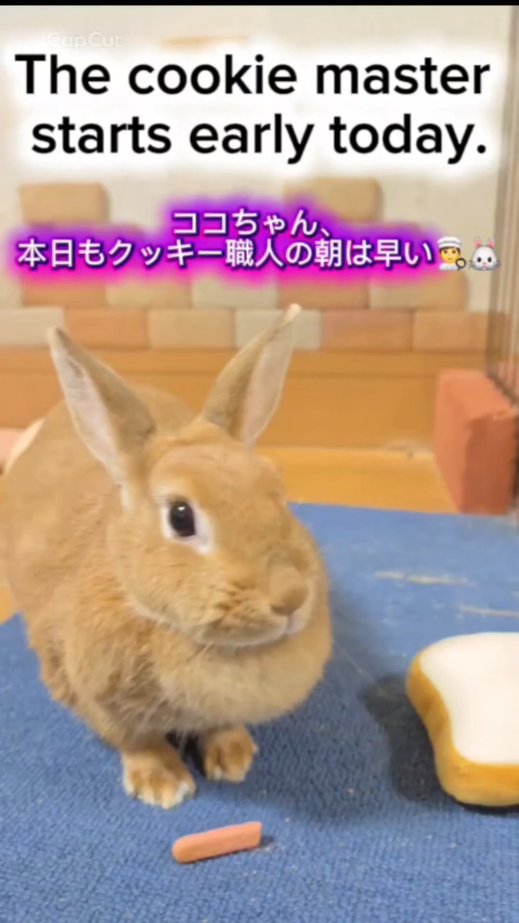 COCO様✩⋆確認専用ページ Enjoy Coco's 4-panel cookie comic! 🐰✨ - YouTube