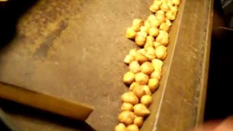 Adjustable Patriot Industrial Strength Nut Cracking Machine cracks Hazel Nuts