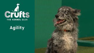 Agility   Crufts Medium ABC and Intermediate/Large Novice ABC Final (Jumping) Part 3 | ​Crufts 2023