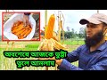 অবশেষে আজকে ভুট্টা তুলে বাড়িতে আনলাম | ভুট্টা চাষ পদ্ধতি | Maize cultivation method