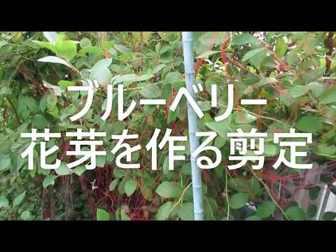 ブルーベリー花芽をつけるための９月剪定 Youtube