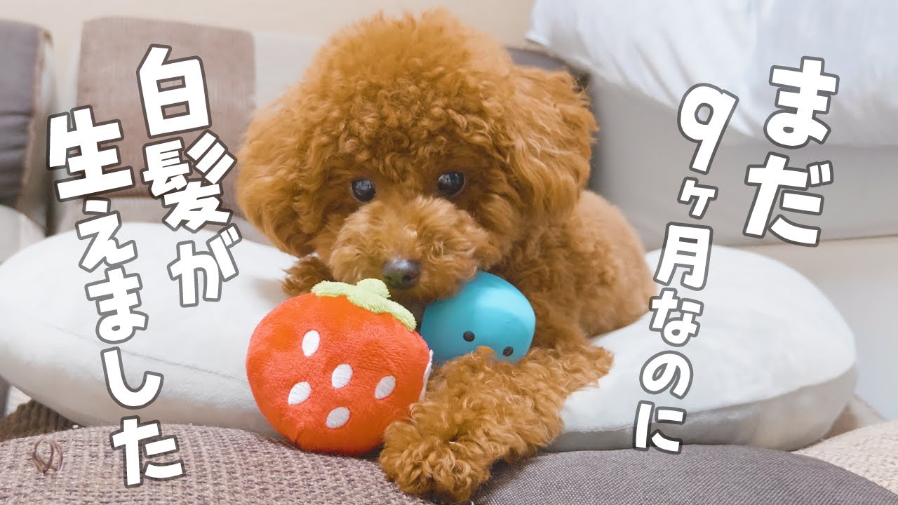 悲報 9ヶ月の犬に白髪が生えました トイプードル Youtube