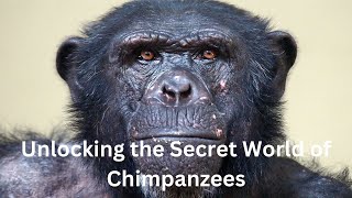 Unlocking the Secret World of Chimpanzees: Their Peculiar Behaviors Revealed!