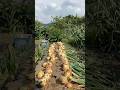 Harvest onions