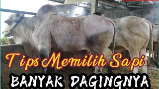 TIPS MEMILIH SAPI UNTUK POTONG Dan QURBAN BANYAK DAGINGNYA