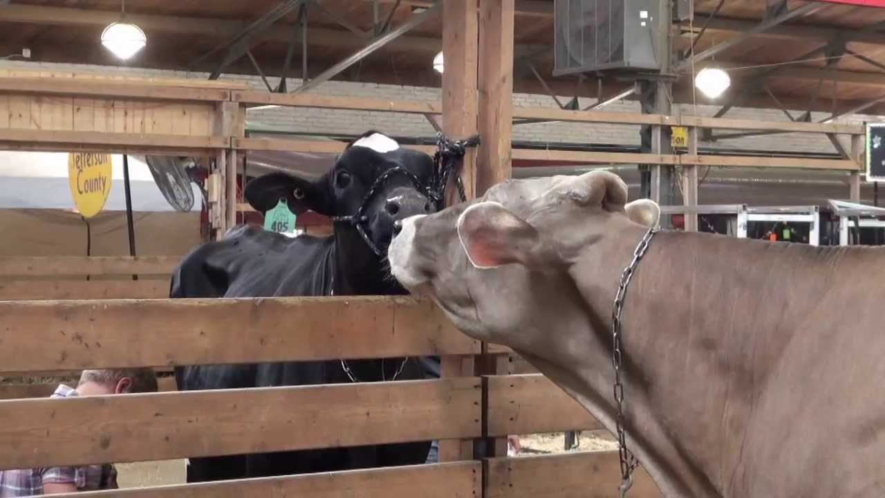 Come to the 2013 Wisconsin State Fair