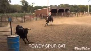 Rowdy Spur Cat