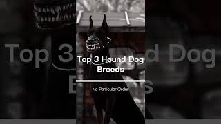 Top 3 Hound Dog Breeds  Beagle Bloodhounds Basset Hounds #youtubeshorts #shorts #dogvideo #dog