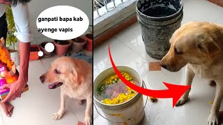 Max Labrador ke saat keya ganpati visarjan 🙏: labrador funny dog : dog can talk vlog by At Mix Vlogs 245 views 6 months ago 3 minutes, 4 seconds