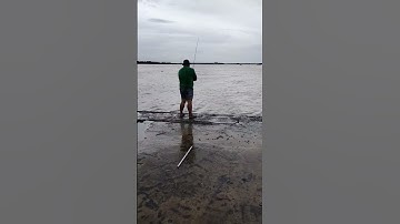 tiếp tục câu cá ngát khủng sông vàm cỏ.continue fishing for giant river and grass