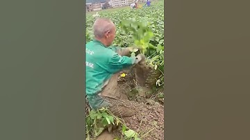 Broad bean harvesting – efficient tools for better yield! 🌱⚙️