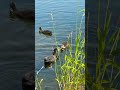 Duck with ducklings in the pond #shorts