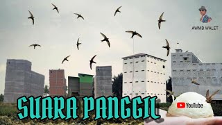 [Suara Panggil Burung Walet] pasti respon