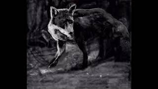 The Thought Fox | Ted Hughes | Anunaya Chaubey Poetry Animation
