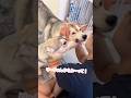 弟が起きて大喜びするハスキー3姉妹 #シベリアンハスキー #ハスキー #ハスキー犬