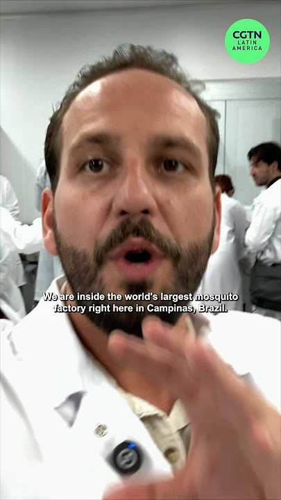 Inside the World's Largest Mosquito Factory