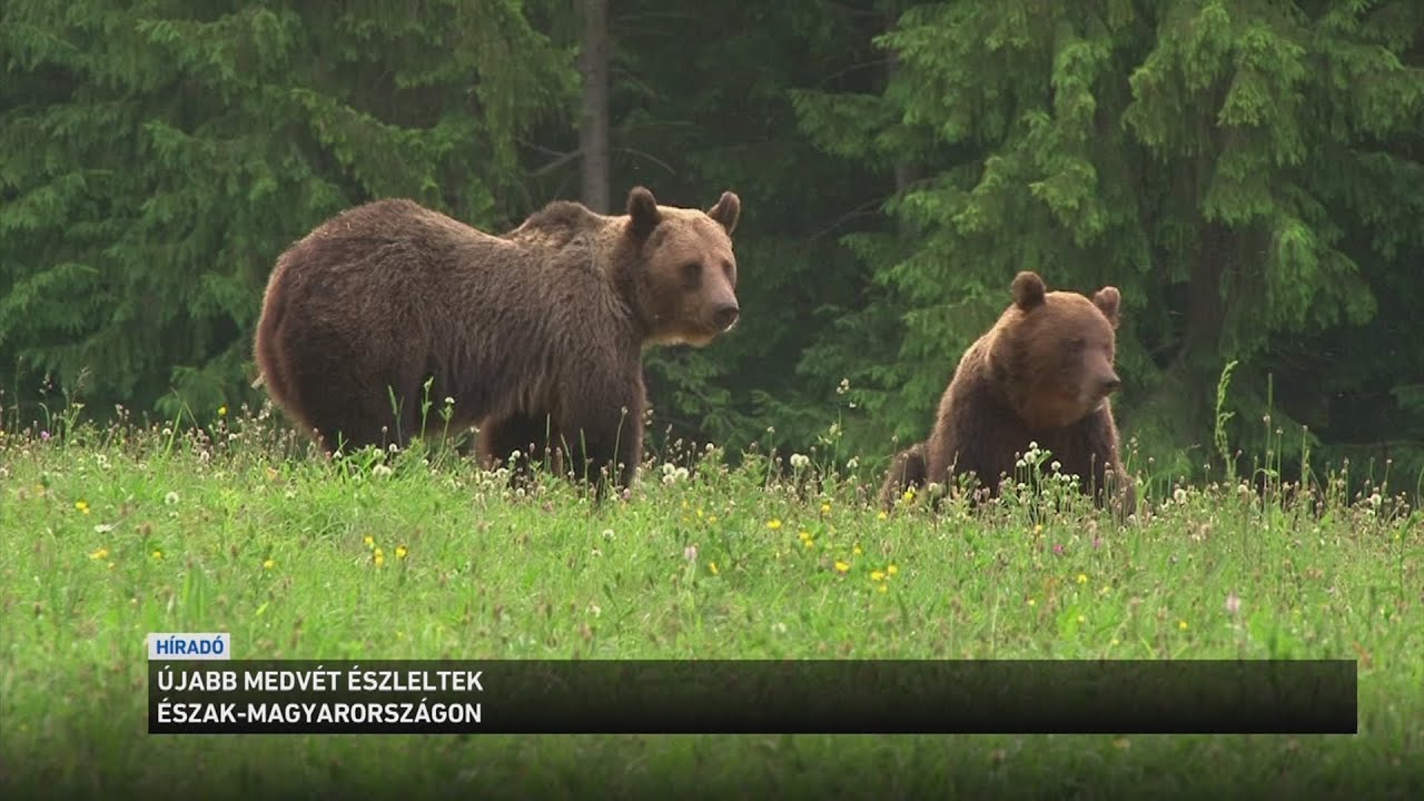 Újabb medvét észleltek Észak Magyarországon