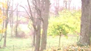 Video thumbnail of "FallingLeaves.AVI"