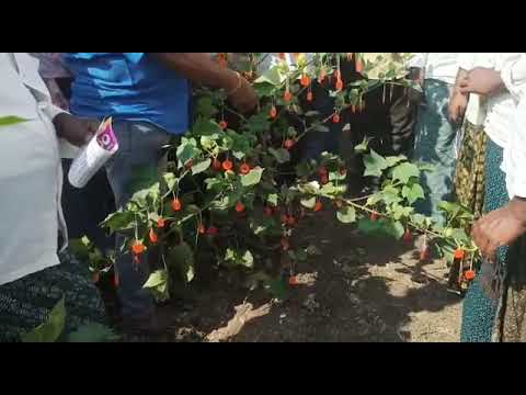 బెస్ట్ హైబ్రిడ్ కాటన్ సీడ్స్ | Best Hybrid Cotton Seeds Platinum BG II, Veda Seeds