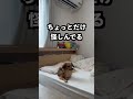 いないはずの飼い主が現れたらパニックになった！ #shorts