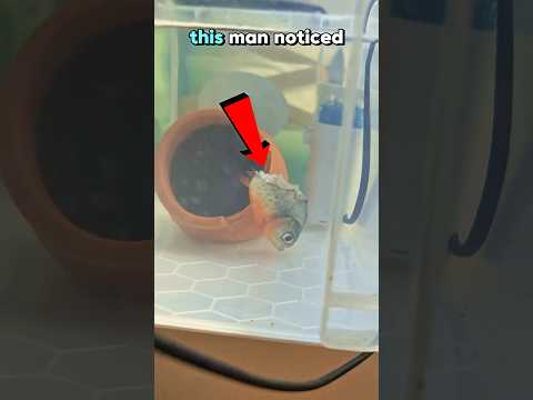 She Refused to Die!🐟❤️‍🩹