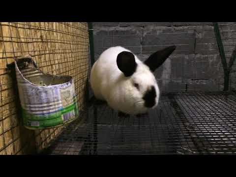 როგორ ვუმკურნალოთ იმფექციურ რინიტს