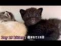 【BGM無し】元野良ママ猫が産んだ子猫の成長記録