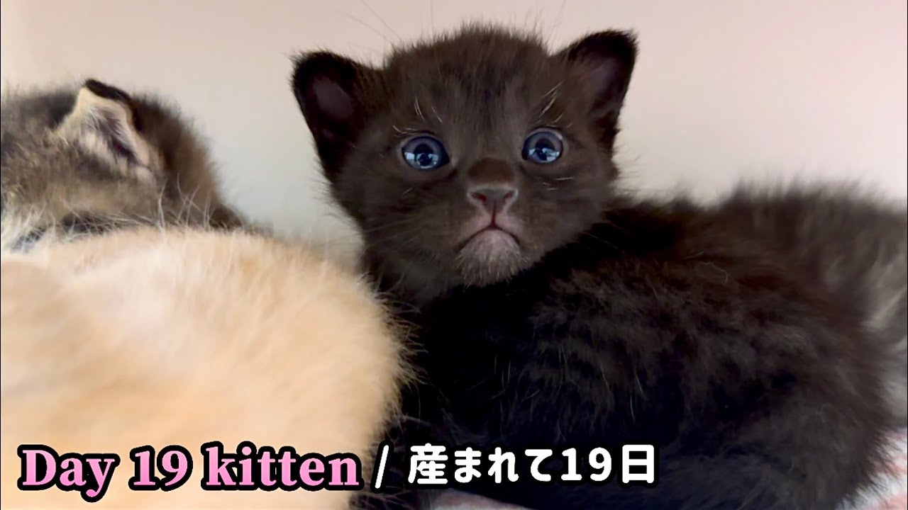 【BGM無し】元野良ママ猫が産んだ子猫の成長記録