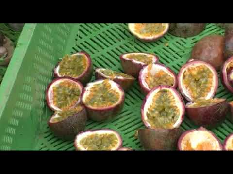 STAKING AND PRUNING PASSION FRUIT