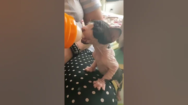 Video 9947071: sphynxkitten kitten, sphynx kitten cute, sphynx cat cute