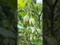 Extremely happy to witness the beautiful tree tomato 🍅 it’s best for pickle.#gardening #treetomato
