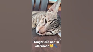 Our lazy Ginger🐈💜😸 #cat #catlovers #animallovers #adoptstrays #trending #talkingtom #kitten #shorts