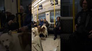 She’s a good girl!! #dogs #husky #youtubeshorts #shorts #pet #london #tfl #trains