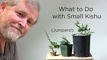 Does all juniper smell like cat pee?