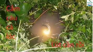 547 | Cắm câu cá lóc bằng mồi nhái | Fishing