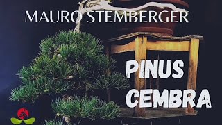 Pinus Cembra