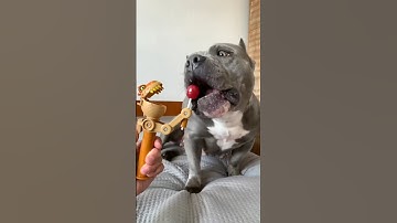 Dog funny videos (part-11)🤣🤣 #shorts #funny #dog