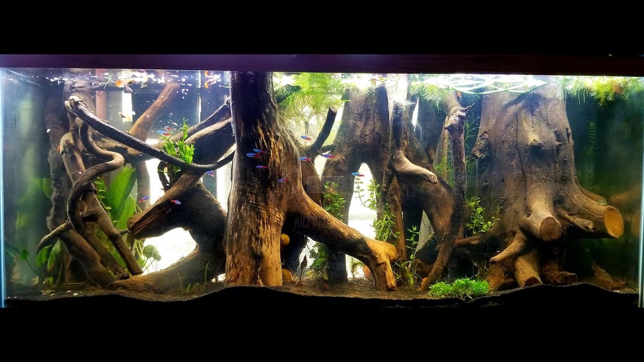 camera iphone 8 plus apk Aquascaping, Betta Breeding, Terrariums and More