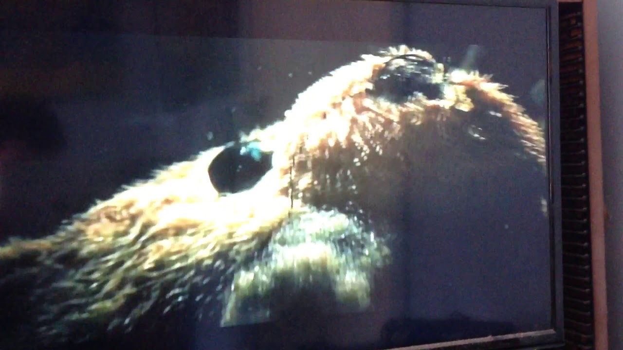 Pine O Cleen 2019 Ad