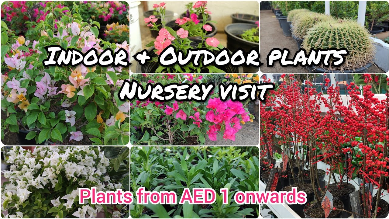Indoor Outdoor plants II My Nursery Visit II Dubai Garden II Garden