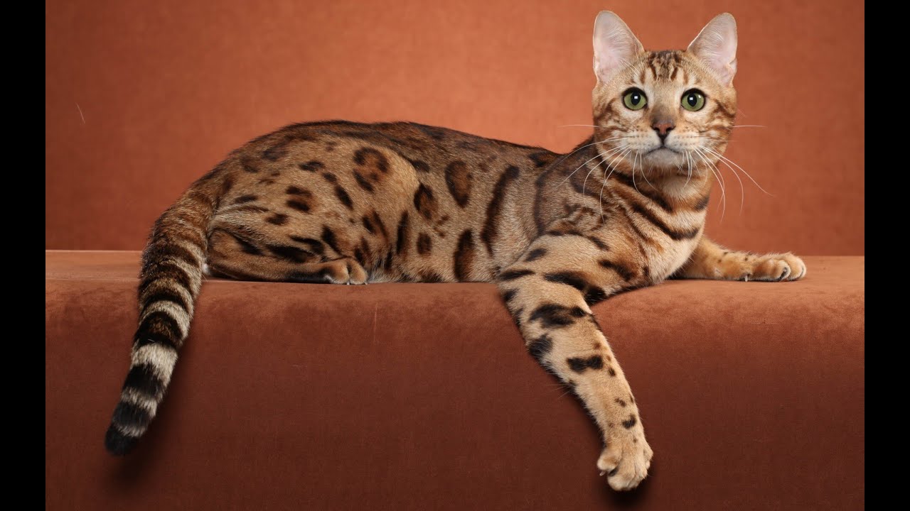 ПОРОДА КОШКИ и ее ХАРАКТЕР (ЧАСТЬ 2) длинношерстные кошки