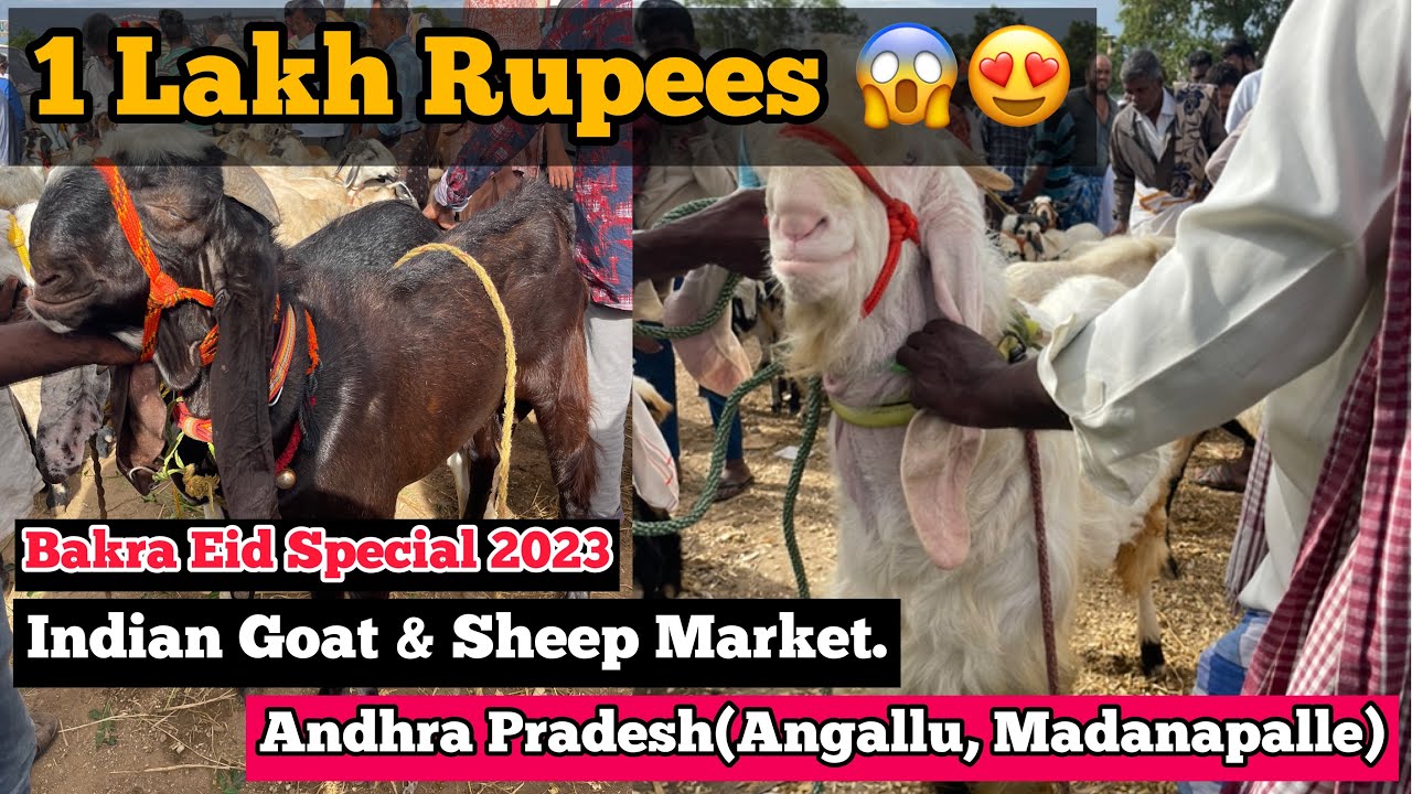 Angallu Market(Andhra Pradesh) Every Saturday 24 June 2023 | Indian ...