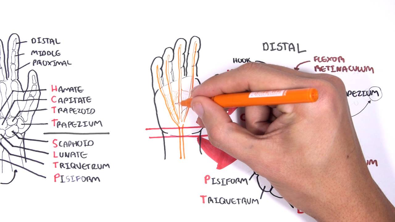 Clinical Anatomy - Hand, Wrist (palmar aspect/flexors) - YouTube