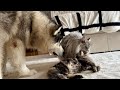 Giant Husky Wants To Be A Cat! He Tries Everything To Be Friends! (Cutest Ever!!)